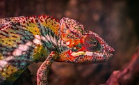 Free red chameleon close up portrait photo, public domain animal CC0 image.
