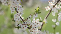 Free white cherry blossom image, public domain flower CC0 photo.