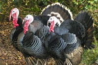 Free three turkeys image, public domain animal CC0 photo.