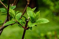 Free bush leaves closeup photo, public domain nature CC0 image.