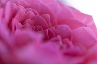 Free pink flower macro background image, public domain spring CC0 photo.