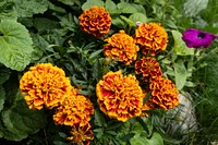 Free Mexican marigold background image, public domain spring CC0 photo.