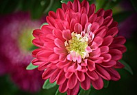 Free pink dahlia image, public domain flower CC0 photo.