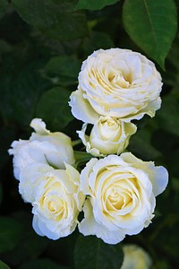 Free white rose image, public domain flower CC0 photo.