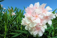 Free oleander image, public domain flower CC0 photo.