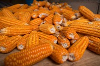 Free pile of corn cobs on wooden table close up photo, public domain vegetables CC0 image.