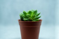 Free succulent image, public domain plant CC0 photo.