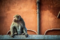 Free macaque monkey climbing on Hawa Mahal image, public domain animal CC0 photo.