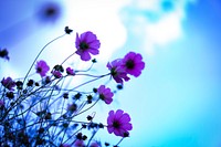 Free purple poppy image, public domain flower CC0 photo.