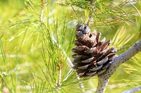 Free pine tree close up image, public domain nature CC0 photo.