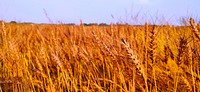 Free wheat field landscape image, public domain landscape CC0 photo.