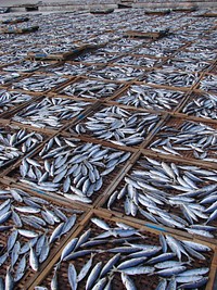 Free fish market image, public domain business CC0 photo.