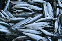 Free sardine fish image, public domain food CC0 photo.