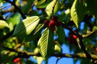 Free wild berry tree image, public domain fruit CC0 photo.