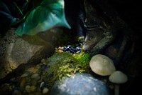 Free blue poison dart frog image, public domain nature CC0 photo.