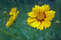 Free yellow flower background image, public domain nature CC0 photo.
