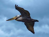 Free brown pelican flying in the blue sky portrait photo, public domain animal CC0 image.