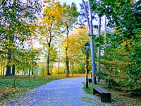 Free forest pathway photo, public domain nature CC0 image.