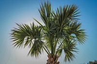 Free palm tree image, public domain nature CC0 photo.