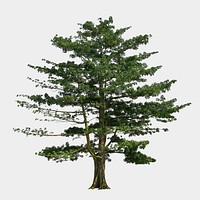 Big tree sticker psd, white background