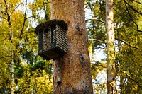 Freebirdhouse on tree image, public domain nature CC0 photo.