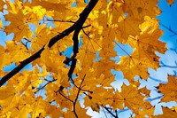 Free closeup on autumn leaves on tree photo, public domain nature CC0 image.