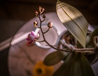 Free pink orchid image, public domain flower CC0 photo.