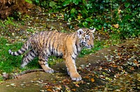 Free Siberian tiger image, public domain wild animal CC0 photo.