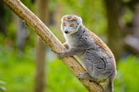 Free crowned lemur climbing on tree branch image, public domain animal CC0 photo.