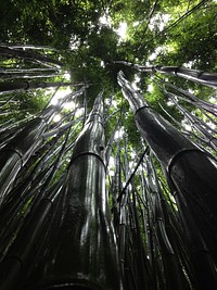 Free bamboos from a low angle image, public domain nature CC0 photo.