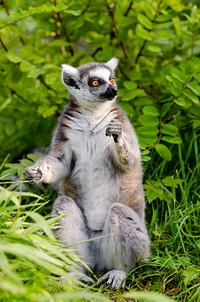 Free lemur image, public domain animal CC0 photo.