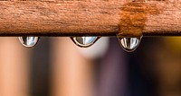 Water droplets on branch. Free public domain CC0 photo.
