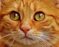 Free cat image, public domain animal CC0 photo.