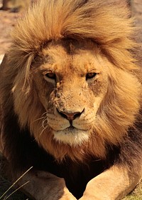 Free male lion closeup, wildlife image, public domain CC0 photo.