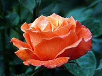 Free orange rose image, public domain flower CC0 photo.