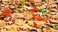 Free ground full of fall leaves photo, public domain nature CC0 image.