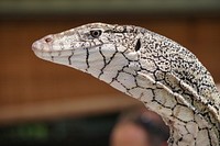 Free lizard head image, public domain animal CC0 photo.