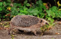 Free hedgehog in nature background portrait photo, public domain animal CC0 image.