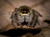 Free macro spider on leaf image, public domain animal CC0 photo.