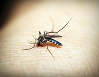 Free close up mosquito on skinimage, public domain animal CC0 photo.