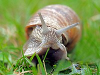 Free snail crawling on grass image, public domain animal CC0 photo.