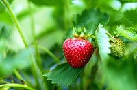 Free strawberries  image, public domain fruit CC0 photo. 