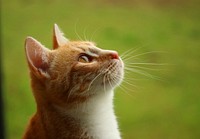 Free cat image, public domain animal CC0 photo.