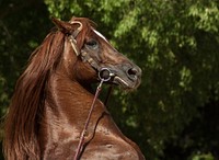 Free image of brown horse in grass, public domain animal CC0 photo.