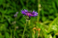 Free purple flower image, public domain spring CC0 photo.