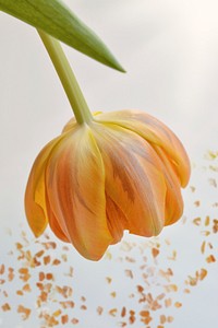 Free yellow tulip flower on white background photo, public domain food CC0 image.