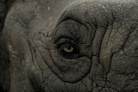 Free elephant eye image, public domain wild animal CC0 photo.