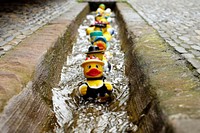 Free rubber ducks in gutter image, public domain nature CC0 photo.