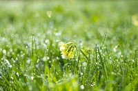 Free closeup on green grass with flower leaves image, public domain nature CC0 photo.