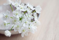 Free white cherry blossom image, public domain flower CC0 photo.